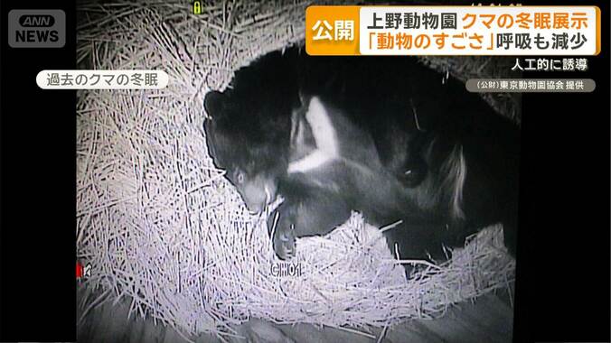 上野動物園がクマの冬眠展示　「動物のすごさ」呼吸も減少　人工的に誘導 1枚目