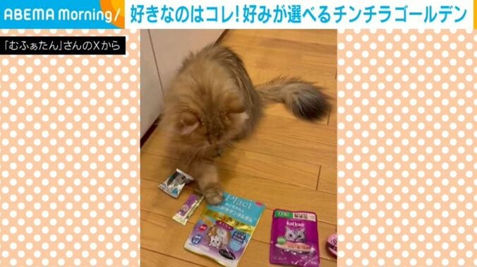 むふぁたんくん