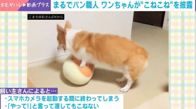 コーギーのこまちちゃん