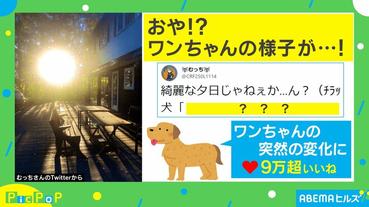 「経験値が溜まったのかな？」進化の予感！ 突如発光する犬の姿に投稿主も驚愕