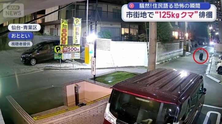 歩いているのはクマ