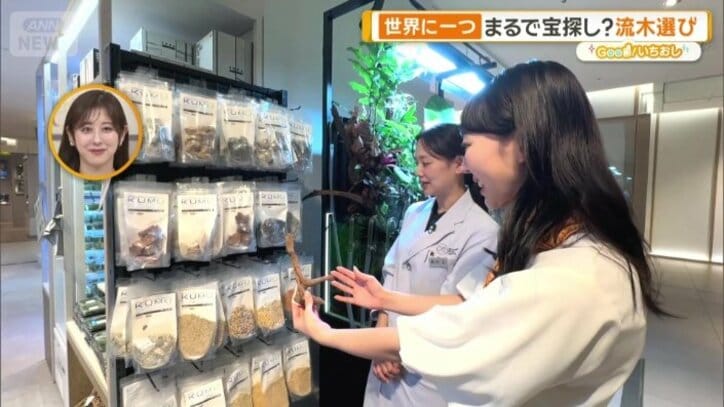 流木と固定用の石を選ぶ