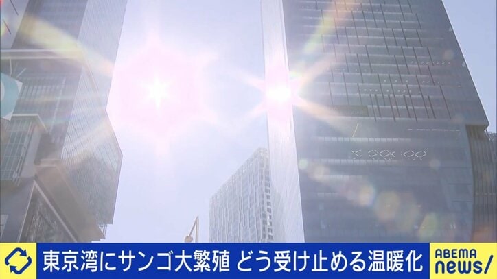 ここは南国？サンゴだらけの東京湾 きれいに見える光景は温暖化の証し 専門家「冬の水温が下がらなくて越冬できてしまっている」