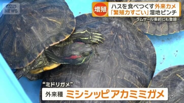 ミドリガメとも呼ばれる外来種のミシシッピアカミミガメ