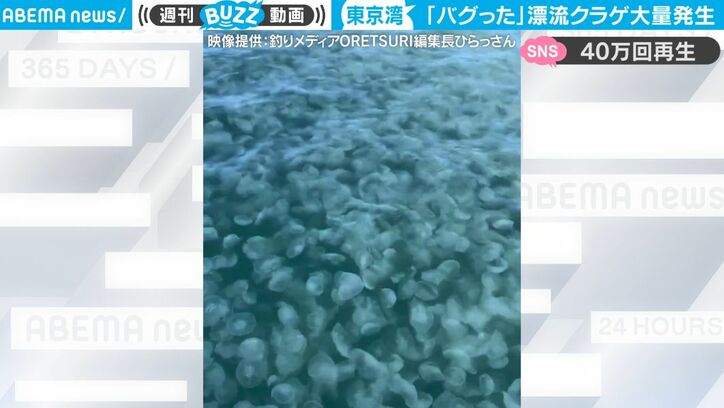 驚愕！海を埋め尽くす白い物体… ベテラン船長が「はじめて見た」 東京湾にクラゲの大群が異常レベルで大量発生　恐ろしすぎる光景がネット上で話題に