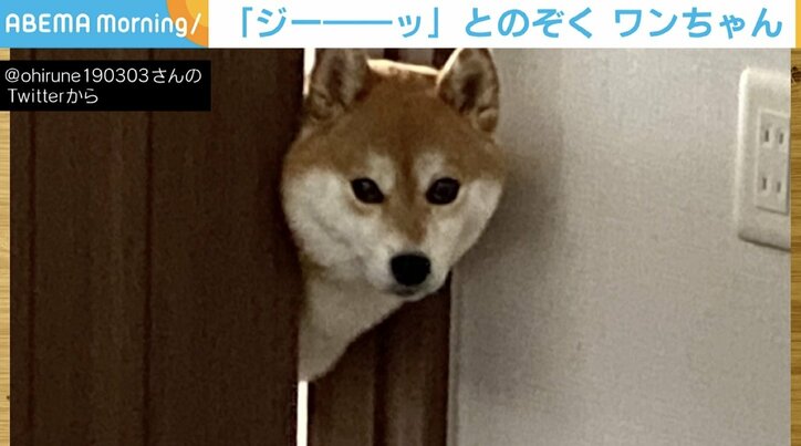 起きない飼い主を無言で見つめる柴犬 扉から“顔だけ出す姿”に「アラーム音より効果ある」「可愛い」と反響