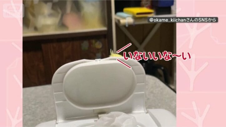 いないいな～い