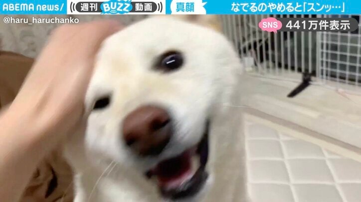 柴犬の「はるちゃん」