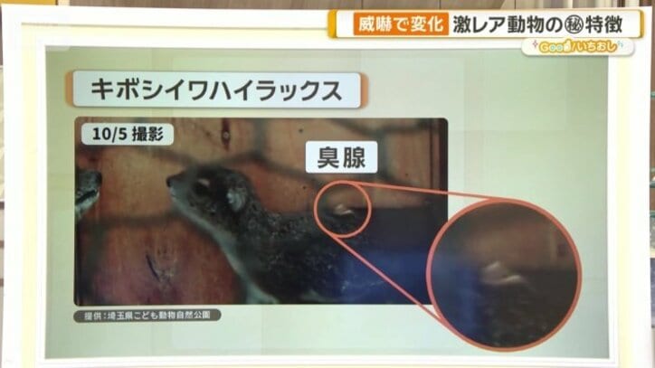 臭腺が逆立つ