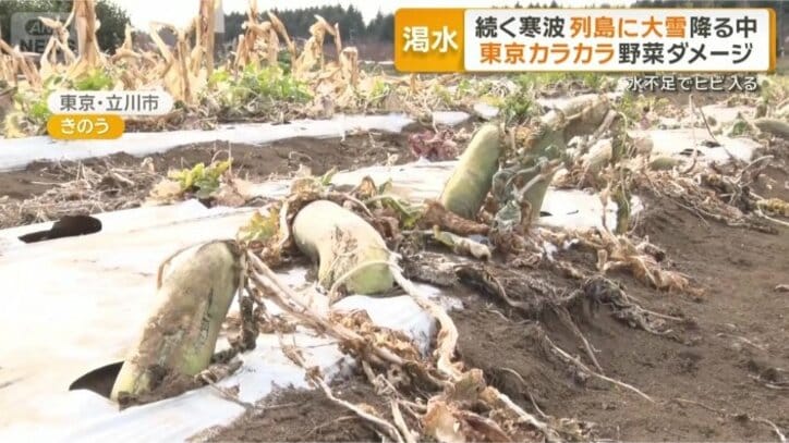 畑はカラカラ、野菜にひび