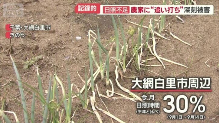 日照不足による回復の遅れが深刻