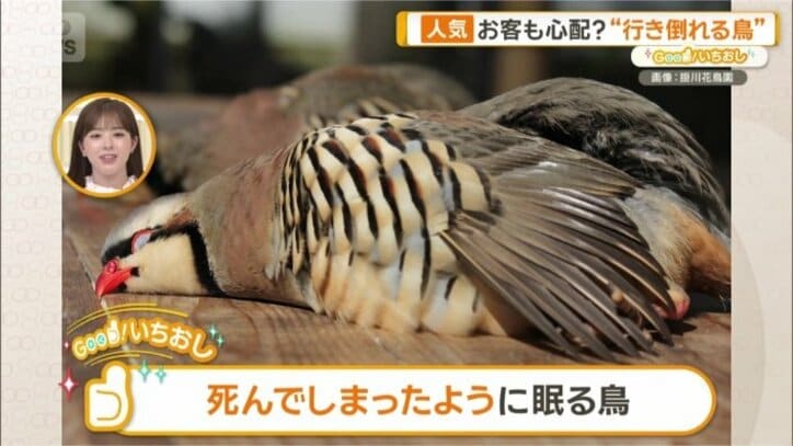行き倒れてる？！