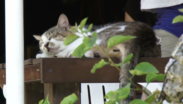 天使さんかな? 沖縄の島々で美猫に遭遇ニャン!「美ら猫」シリーズ連続放送