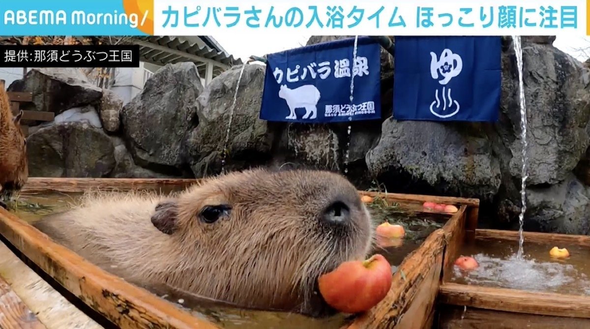 那須どうぶつ王国で カピバラ露天風呂 始まる Cfで集まった支援と温かいメッセージに心新た 責任を感じております 国内 Abema Times