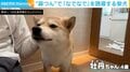 「もっと撫でてほしいよ」鼻でグイッ！柴犬の“確信犯的”おねだりがSNSで話題
