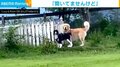 “楽しみ”を前に閉ざされた扉 入り口に佇む犬2匹の訴えかけてくる表情に飼い主「笑いをこらえるのが大変」