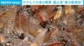 ホタルイカ漁が解禁 富山湾“春の風物詩”
