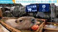 那須どうぶつ王国で“カピバラ露天風呂”始まる CFで集まった支援と温かいメッセージに心新た「責任を感じております」