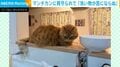 「うちにも欲しい」キッチンで皿洗いを“監視”する猫…真剣すぎる眼差しに「可愛すぎて悶絶」と反響