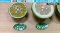 「唾が出てきた」ずらりと並べられた11種類の柑橘類に「結構違いががあるものですね。綺麗」「これだけの種類を見られるとは！」と反響