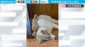 「なぜ、こんなことに（笑）」自由すぎる子猫の“珍”行動が話題 おっとりハスキー犬の優しさにもほっこり