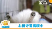 【映像】留守番中の愛犬の“衝撃の姿”