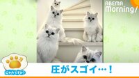 【映像】行く手を阻む5匹の猫