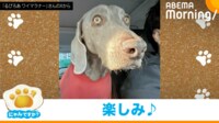 【映像】クールな表情→コミカルな表情に変わる犬