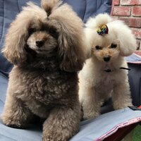 堀ちえみ『ウッドデッキバルコニー完成！』