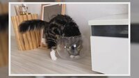 【映像】液体のように花瓶に収まる猫
