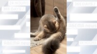 【映像】匂いを嗅いで“パカ〜”と口を開けて驚く猫
