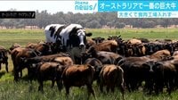 けやきヒルズ - 最新NEWS - 大きくて食肉工場入れず... オーストラリアで一番の巨大牛 (18/11/28) | 動画視聴は【Abemaビデオ(AbemaTV)】