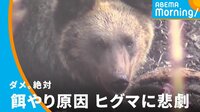 ヒトの餌やりで…ヒグマの悲劇