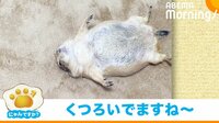 【映像】限界だったからかと思いきや… “ベッドでもヘソ天”で寝るプレーリードッグ