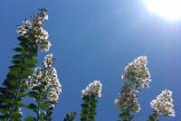 松島トモ子『魔女の一撃？！』