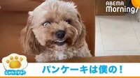 【映像】全力で威嚇する犬