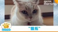 【映像】雪に残った見事な“猫拓”
