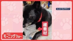 一心不乱にカミカミするワンちゃん　「プチップチッ」　緩衝材に夢中なのはなぜ？