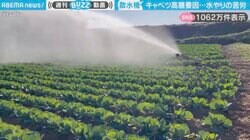 キャベツ高騰の裏側！徹夜で4日かかる水やりの過酷現場を農家が告白「40万個を1秒1個ペースでも…」 SNSでは1000万件表示を超える反響に