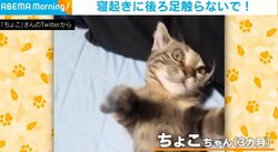 寝起きに後ろ足を撫でられ“大暴れ”するネコ 「寝ぼけてる？」「激しすぎ かわいい～」の声