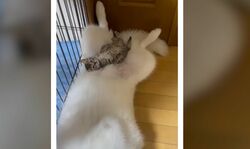 シベリアンハスキーのお腹でメッチャくつろぐ子猫が可愛すぎる…！優しいハスキーの表情も話題に「昇天しそうなくらい尊い」「真っ白でモフモフのベッド」