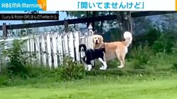 “楽しみ”を前に閉ざされた扉 入り口に佇む犬2匹の訴えかけてくる表情に飼い主「笑いをこらえるのが大変」