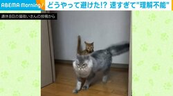 速すぎて追いつけない!? 弟猫の突撃を見事にかわす兄の“神ワザ” 「かわし方かっこよ」「熟練された動き」と反響続々