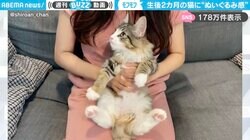 まるで、ぬいぐるみ！？生後2カ月の“北欧猫”のかわいさに「大きさが程良くてたまらない」「子猫なのにでかい！モフりたい！」と絶賛の嵐