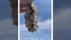 【週刊BUZZ動画】SNSで話題の動画をピックアップ! - BUZZ動画 - まるでブドウ 生命体の正体は (ニュース) | 無料動画・見逃し配信を見るなら | ABEMA