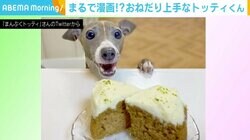 「表情豊か」 おやつを前に全力おねだり “漫画のように”目を輝かせる犬に反響