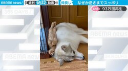 「なぜ、こんなことに（笑）」自由すぎる子猫の“珍”行動が話題 おっとりハスキー犬の優しさにもほっこり