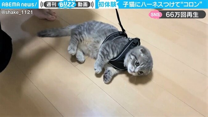 ハーネス着けると“コロン”と脱力「何がニャンだか…」子猫の諦めた表情が愛らしい 1枚目