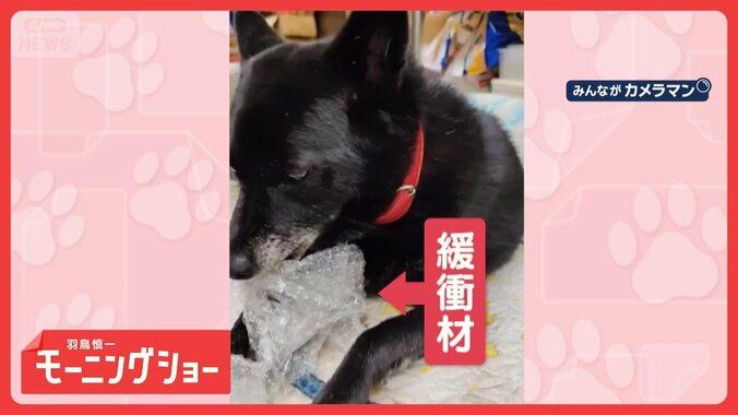 一心不乱にカミカミするワンちゃん　「プチップチッ」　緩衝材に夢中なのはなぜ？ 1枚目