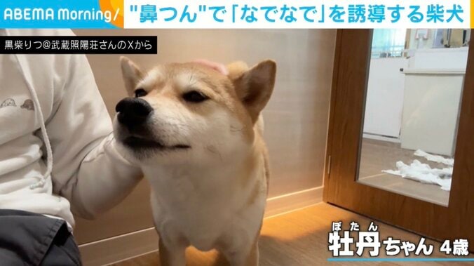 柴犬の牡丹ちゃん